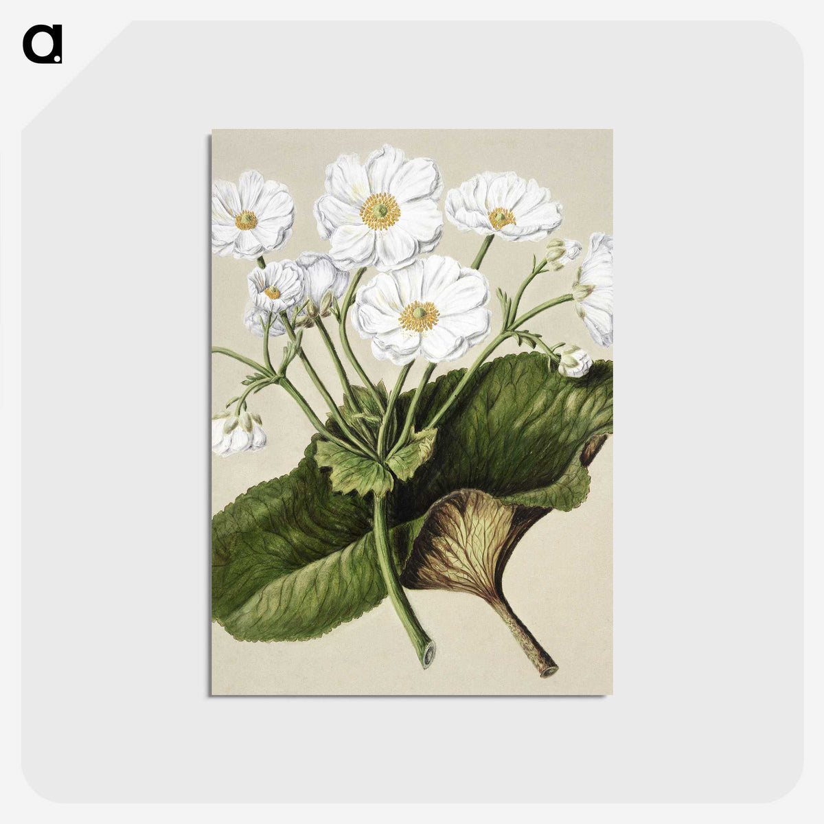 1-2_Native-Flowering-Plants-of-New-Zealand_postcard