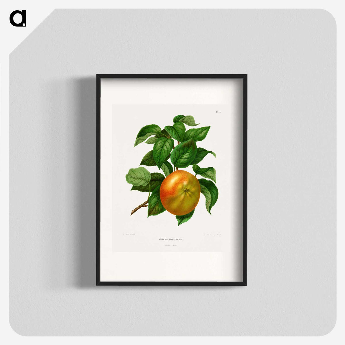 1-2_Nederlandsche-Flora-en-Pomona_blk