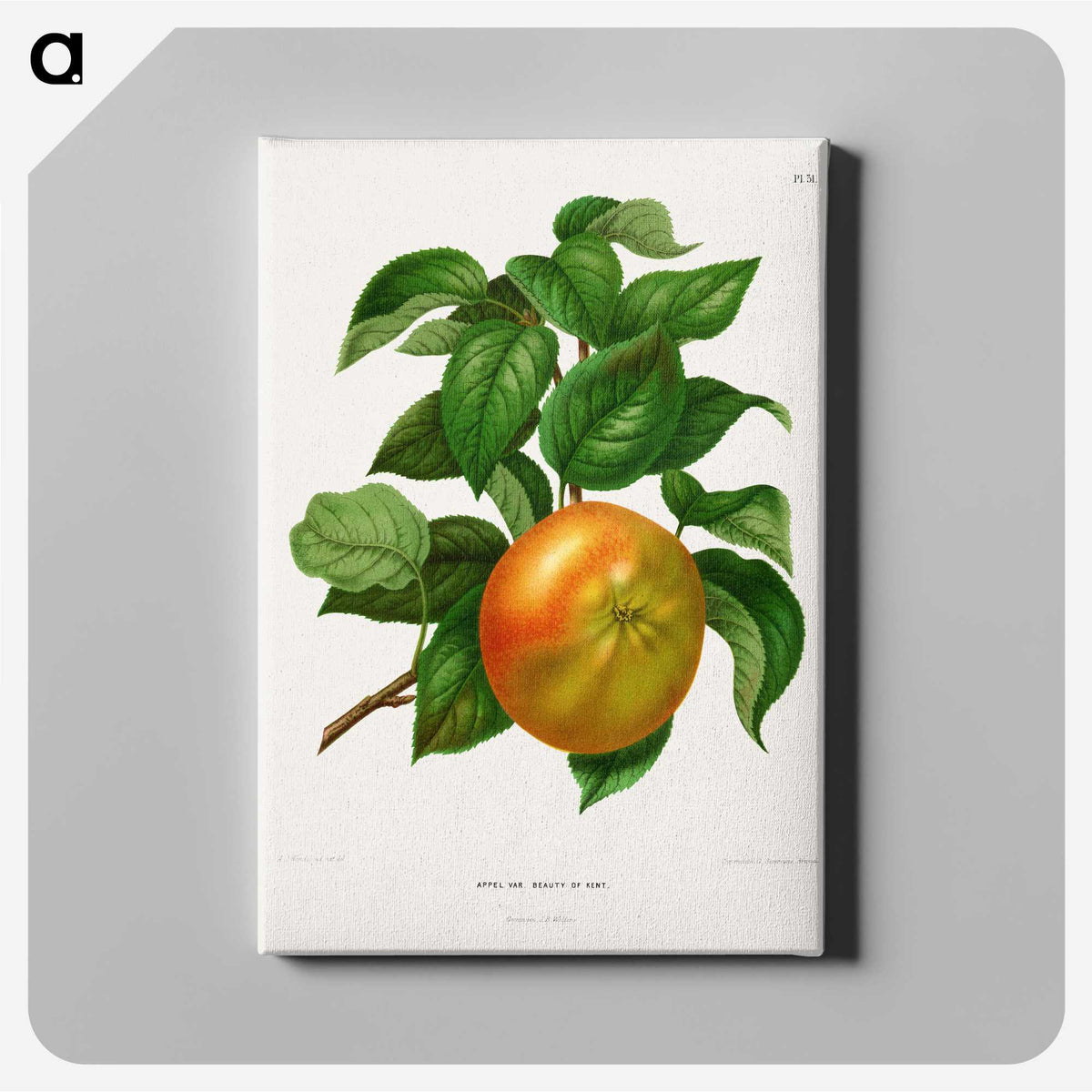 1-2_Nederlandsche-Flora-en-Pomona_canvas