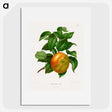 1-2_Nederlandsche-Flora-en-Pomona_picture