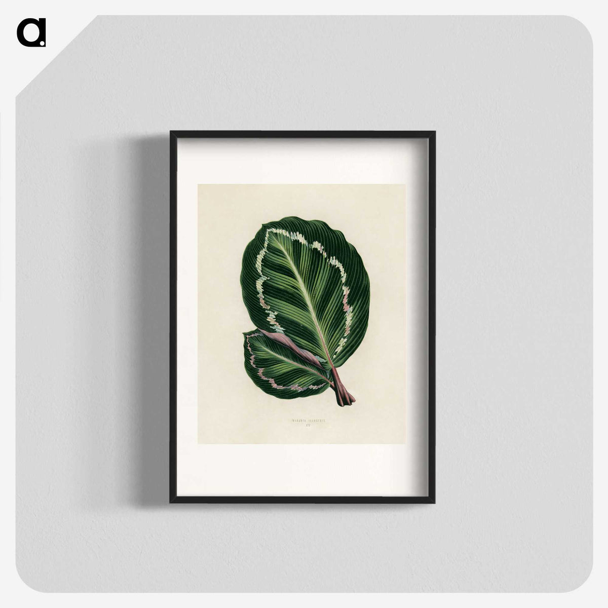 1-2_New-and-Rare-Beautiful-Leaved-Plants_blk