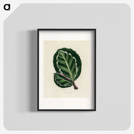 1-2_New-and-Rare-Beautiful-Leaved-Plants_blk