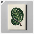 1-2_New-and-Rare-Beautiful-Leaved-Plants_canvas