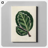 1-2_New-and-Rare-Beautiful-Leaved-Plants_canvas