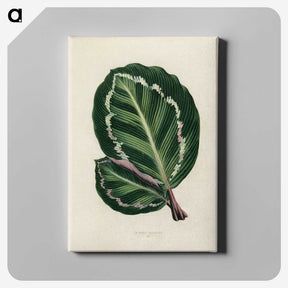 1-2_New-and-Rare-Beautiful-Leaved-Plants_canvas