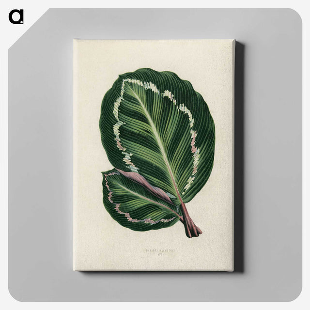 1-2_New-and-Rare-Beautiful-Leaved-Plants_canvas