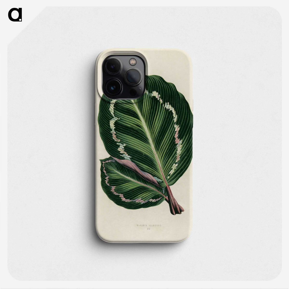1-2_New-and-Rare-Beautiful-Leaved-Plants_phone