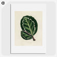 1-2_New-and-Rare-Beautiful-Leaved-Plants_picture
