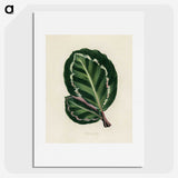 1-2_New-and-Rare-Beautiful-Leaved-Plants_picture