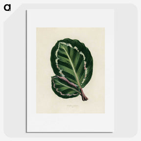 1-2_New-and-Rare-Beautiful-Leaved-Plants_picture