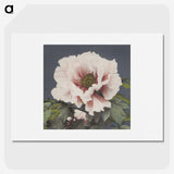 1-2_Ogawa-Kazumasa_picture