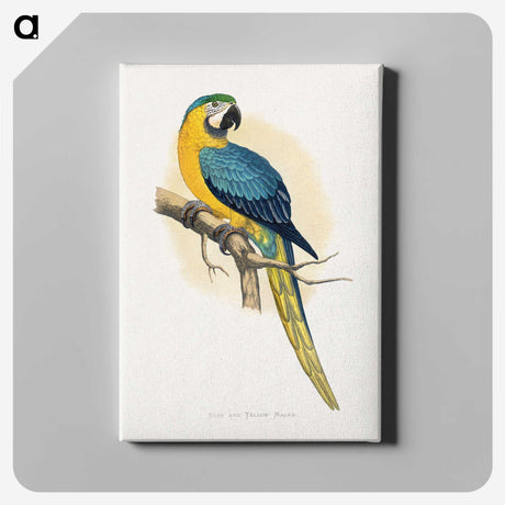 1-2_Parrots-in-Captivity_canvas