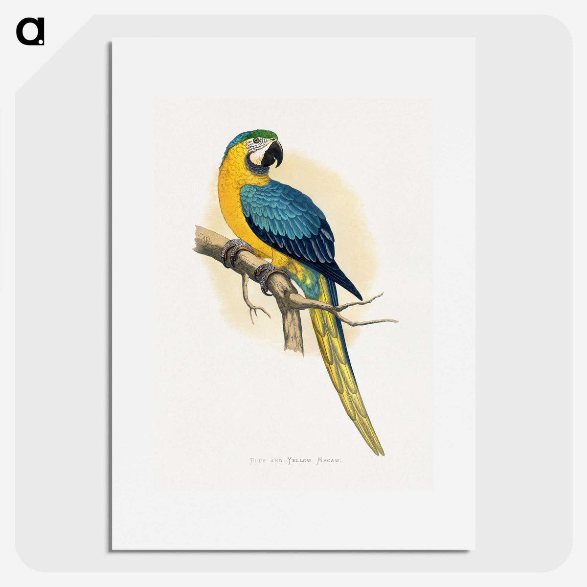 1-2_Parrots-in-Captivity_picture