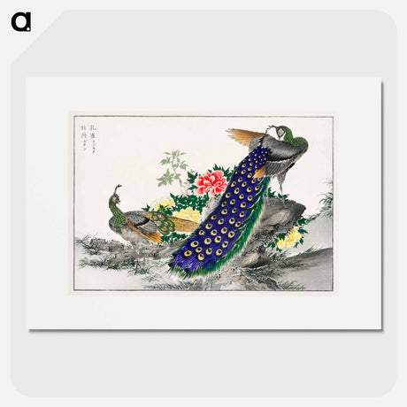 アートポスター-Peacock and Peony
 - 鳥類図鑑 Poster.