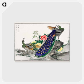 アートポストカード-Peacock and Peony
 - 鳥類図鑑 Postcard.