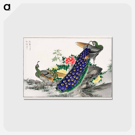 アートポストカード-Peacock and Peony
 - 鳥類図鑑 Postcard.