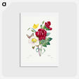 アートポストカード-Hellebore and Oeillet - ピエール ジョゼフ ルドゥーテ Postcard.