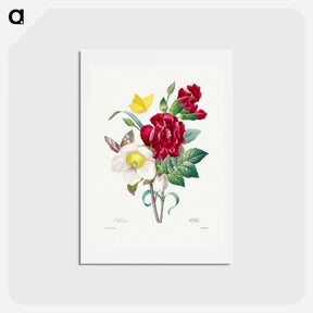 アートポストカード-Hellebore and Oeillet - ピエール ジョゼフ ルドゥーテ Postcard.