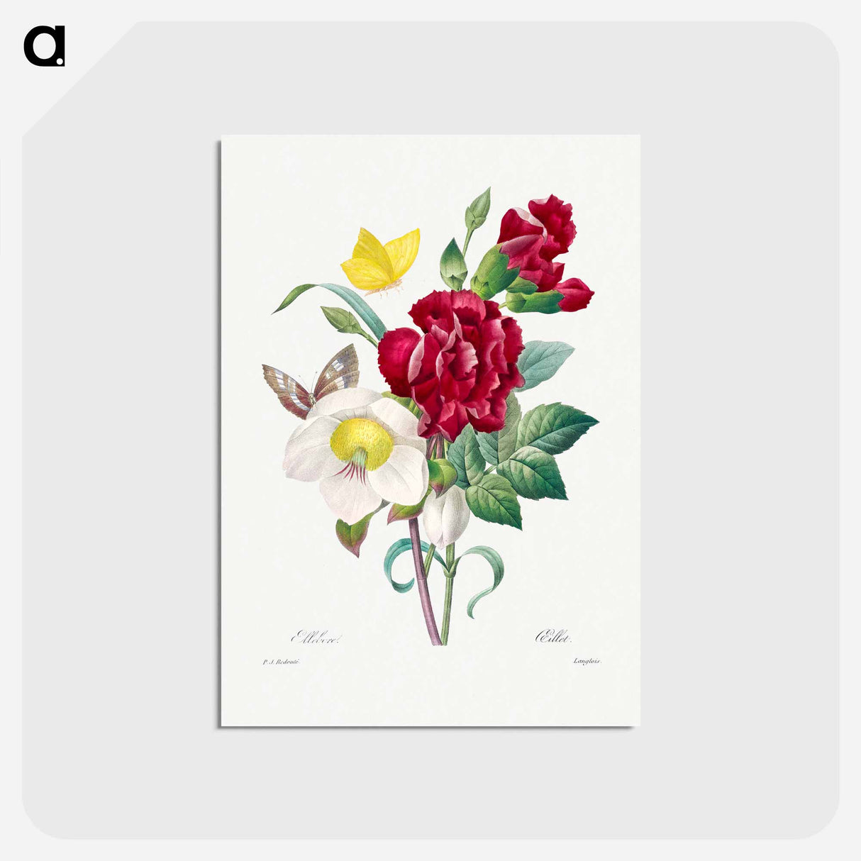 アートポストカード-Hellebore and Oeillet - ピエール ジョゼフ ルドゥーテ Postcard.