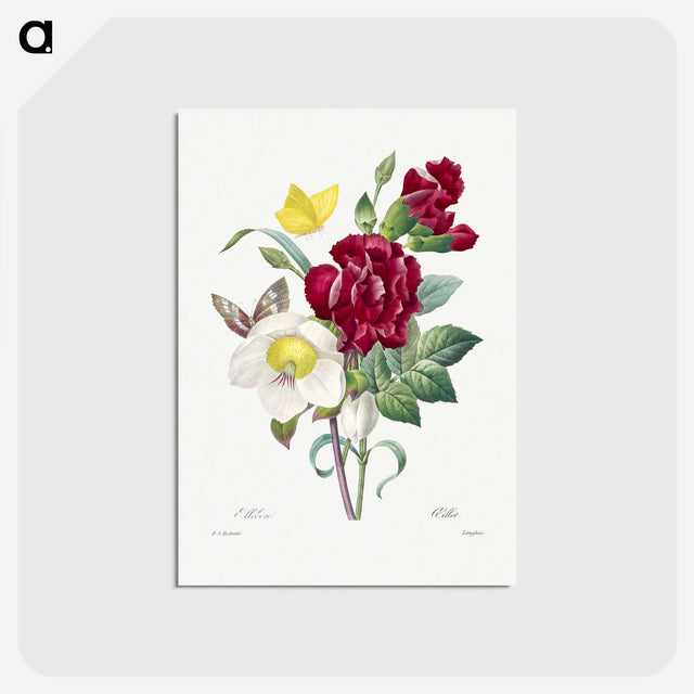 1-2_Pierre-Joseph-Redoute_postcard