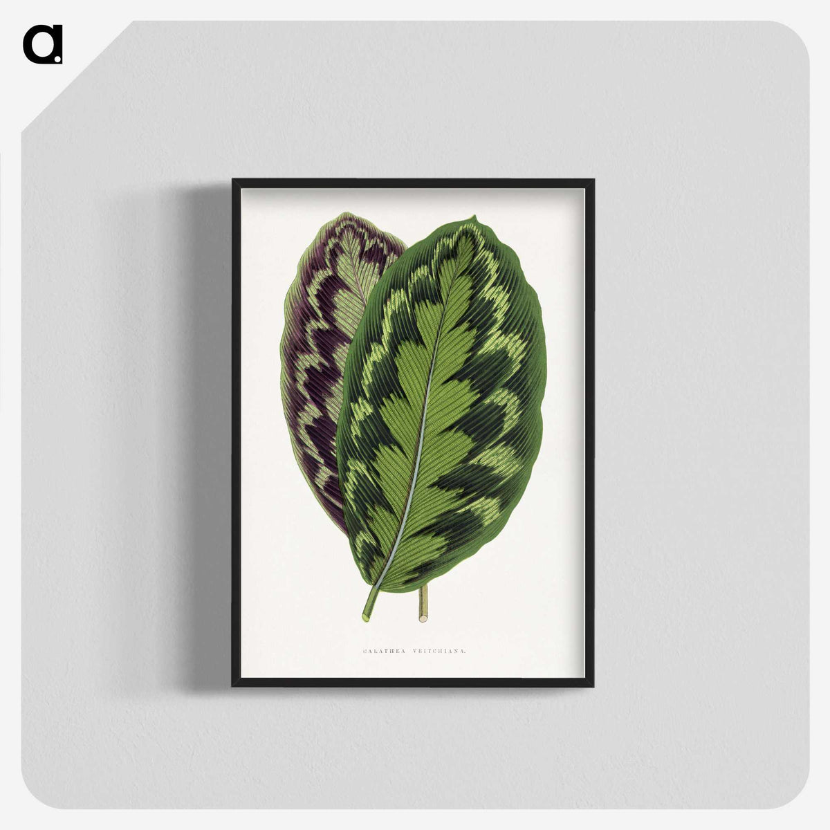 1-2_Plants-with-Colored-Foliage_blk-crop