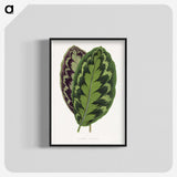 1-2_Plants-with-Colored-Foliage_blk-crop
