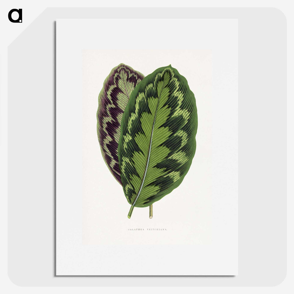 1-2_Plants-with-Colored-Foliage_picture