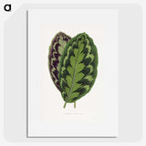 1-2_Plants-with-Colored-Foliage_picture