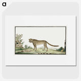 1-2_Robert-Jacob-Gordon_picture