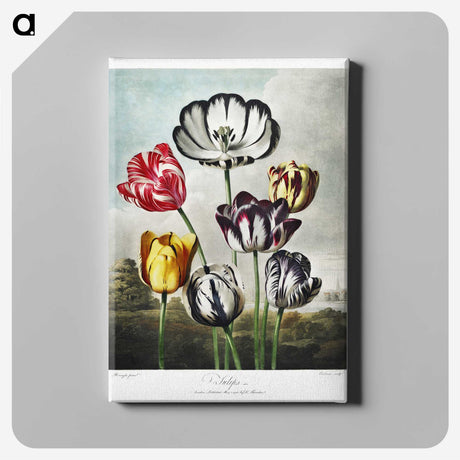 1-2_Robert-John-Thornton_canvas