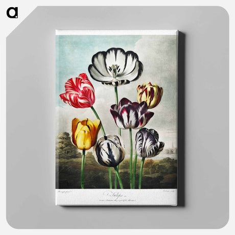 アートパネル-Tulips from The Temple of Flora
 - ロバート ジョン ソーントン Canvas.