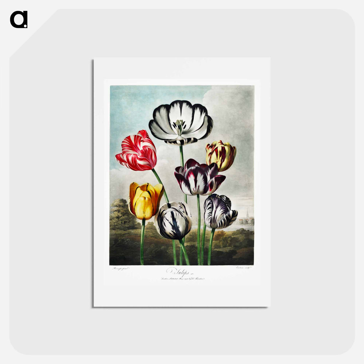 アートポストカード-Tulips from The Temple of Flora
 - ロバート ジョン ソーントン Postcard.