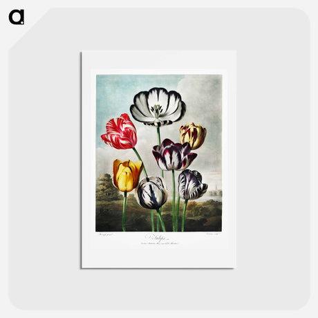 アートポストカード-Tulips from The Temple of Flora
 - ロバート ジョン ソーントン Postcard.
