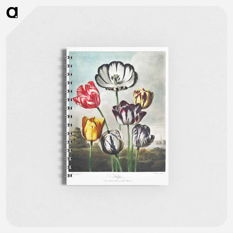 アートメモ帳-Tulips from The Temple of Flora
 - ロバート ジョン ソーントン Memo.