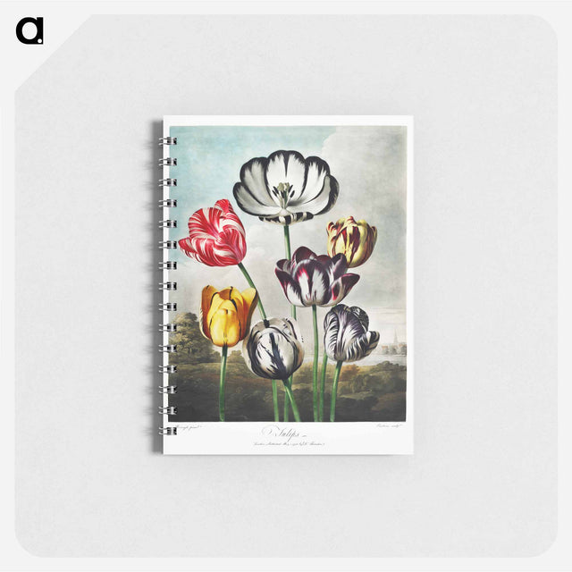 アートメモ帳-Tulips from The Temple of Flora
 - ロバート ジョン ソーントン Memo.