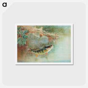 アートポストカード-Yellow Perch
 - サミュエル キルボーン Postcard.