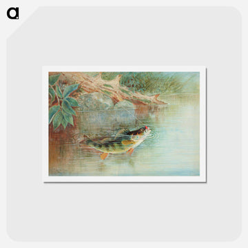 Yellow Perch
 - サミュエル キルボーン Postcard.