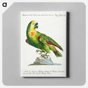 アートパネル-Parrot
 - サヴェリオ マネッティ Canvas.