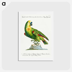 アートポストカード-Parrot
 - サヴェリオ マネッティ Postcard.