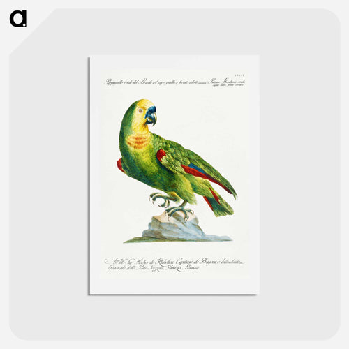 Parrot
 - サヴェリオ マネッティ Postcard.