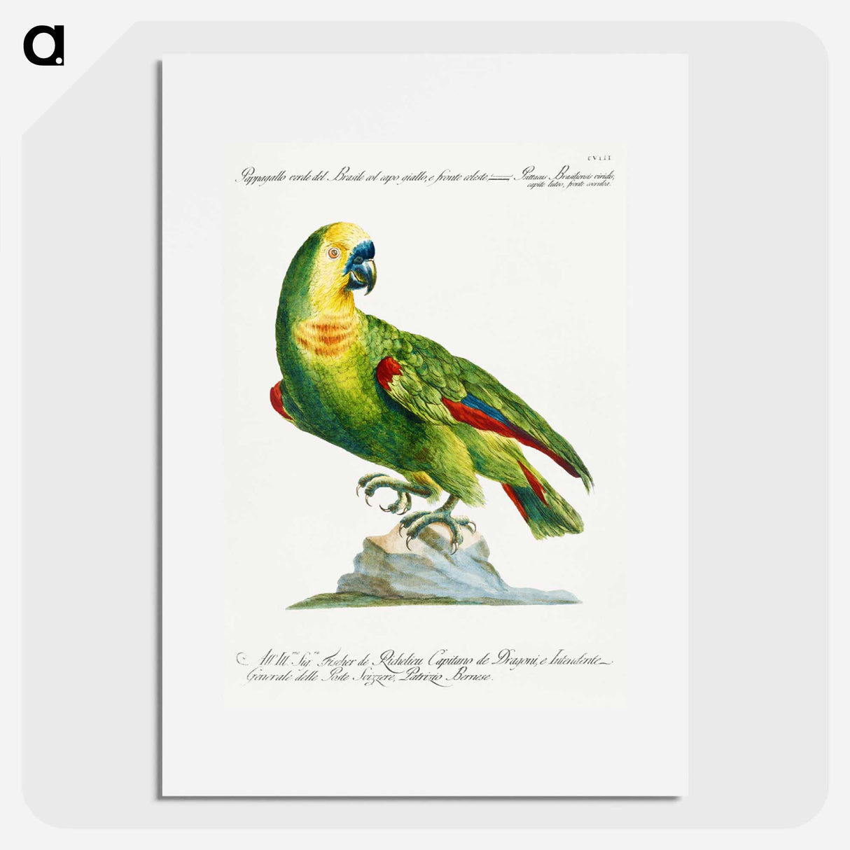 Parrot
 - サヴェリオ マネッティ Poster.