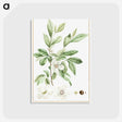 1-2_Stirpes-Novae_postcard