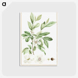1-2_Stirpes-Novae_postcard