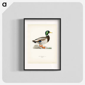 アートポスター-Mallard Male
 - スヴェンスカ フォグラル Poster.