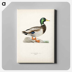 アートパネル-Mallard Male
 - スヴェンスカ フォグラル Canvas.