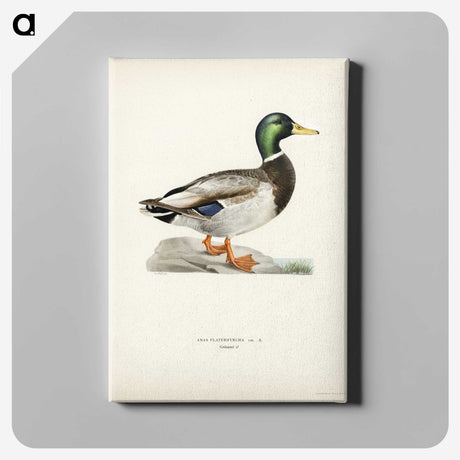 1-2_Svenska-Faglar_canvas