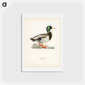 アートポストカード-Mallard Male
 - スヴェンスカ フォグラル Postcard.