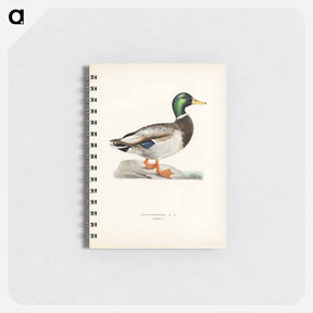 アートメモ帳-Mallard Male
 - スヴェンスカ フォグラル Memo.