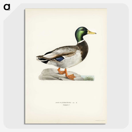 1-2_Svenska-Faglar_picture-crop