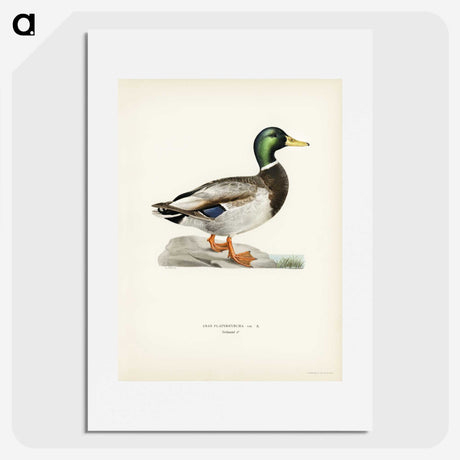 1-2_Svenska-Faglar_picture